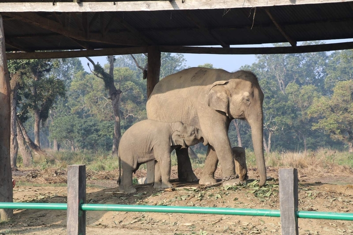       Two elephants standing under a shelter in a natural setting.
  