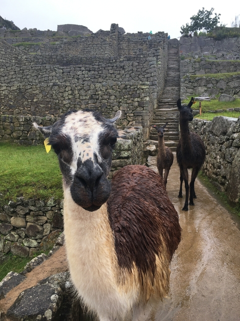       Llamas in a stone pathway area.
  