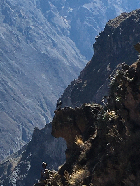       Bird perched on a mountain ledge.
  
