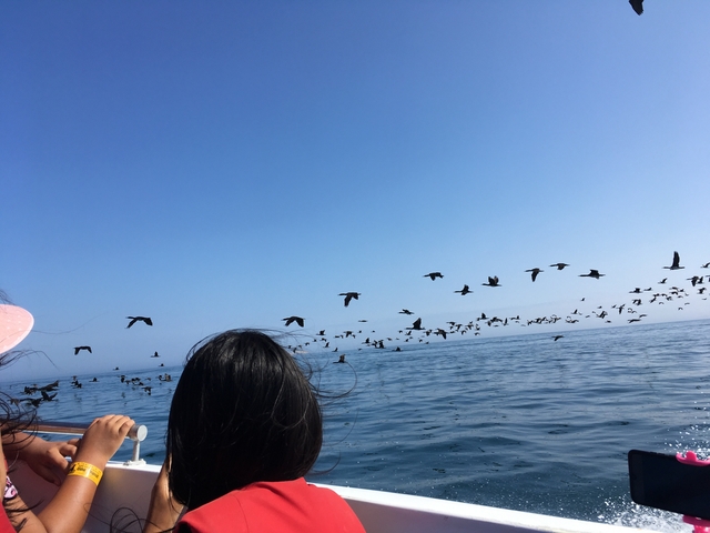       Group of birds flying over a body of water.
  