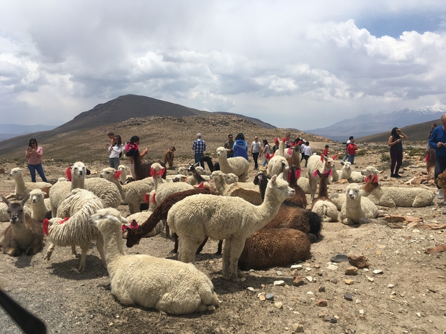       Crowd of people interacting with llamas in a mountainous area.
  