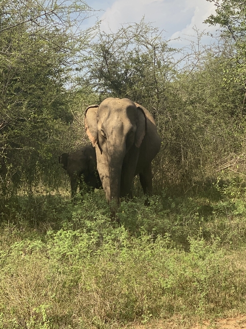       Elephant with a calf in a grassy area.
  