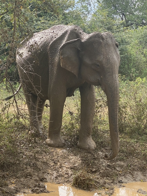 Elephant standing in a forest area.
