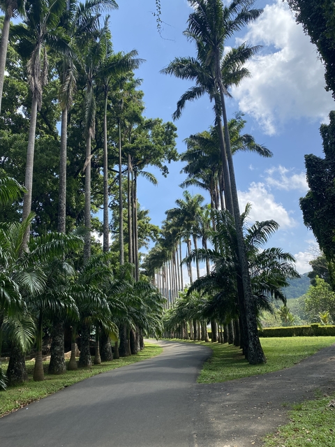       Tall palm trees lining a serene path.
  