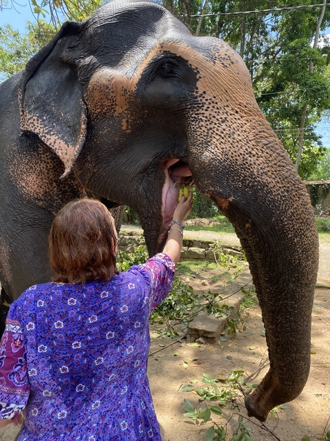 Person feeding an elephant in a natural setting.