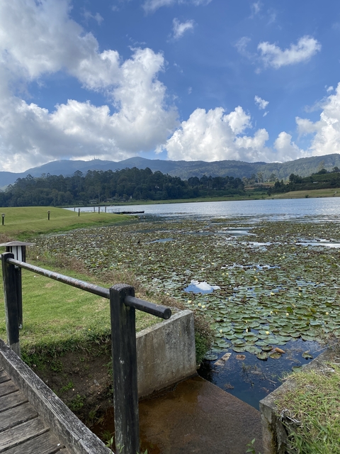       Lily pond with mountains in the background.
  