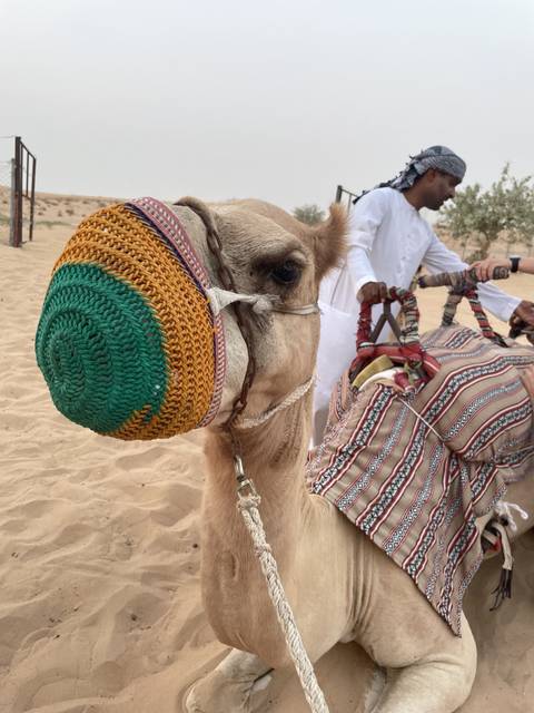 Camel with rider in a desert setting.