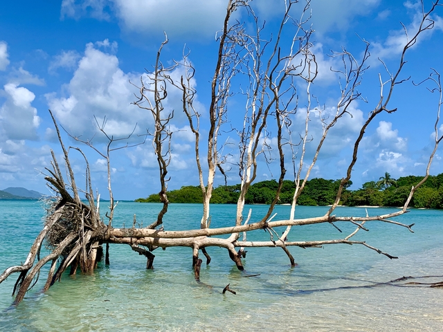 Coastal view with drifted trees in shallow water.