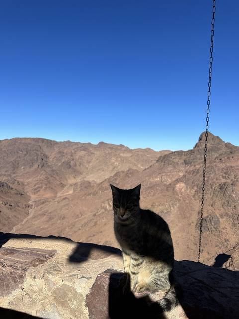 Cat sitting on a ledge with mountains in the background.
