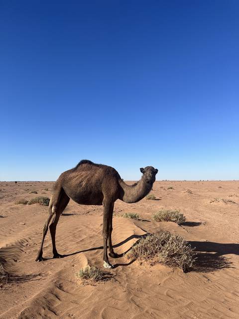 Camel standing on sandy terrain.