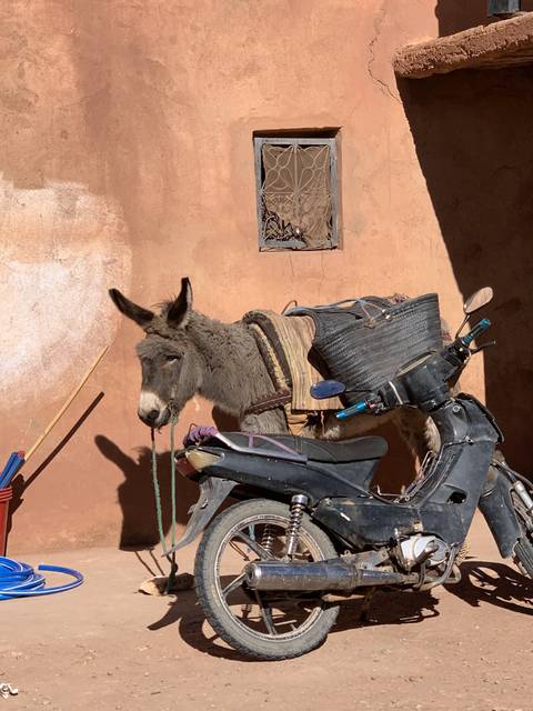 A donkey tied to a motorbike against a clay building backdrop.