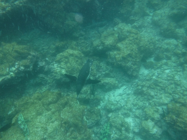 Seal swimming underwater.