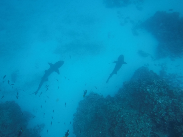 Two sharks swimming underwater.