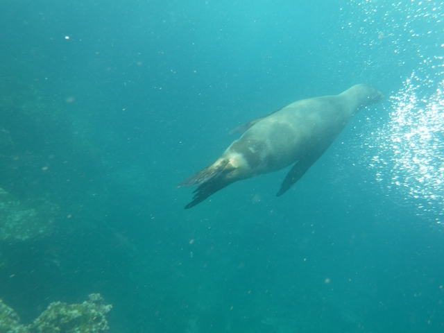 Seal swimming against a blue underwater backdrop.
