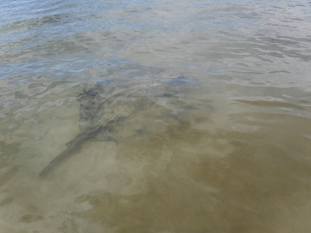 Barely visible stingray underwater.
