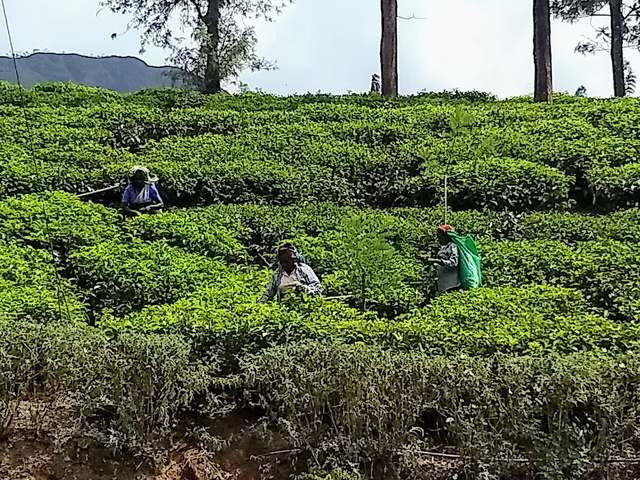       People working in a lush green tea plantation.
  