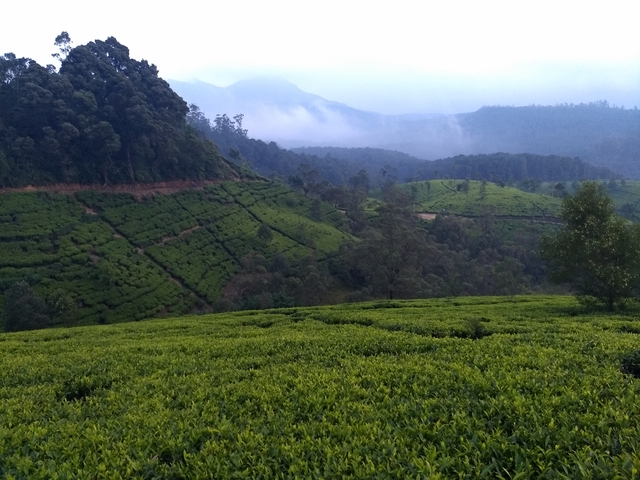 Misty landscape with tea plantations.