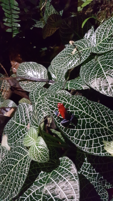 Close-up of a red frog on a leafy plant.