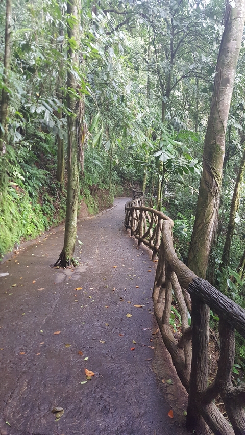 A winding path in a dense forest setting.