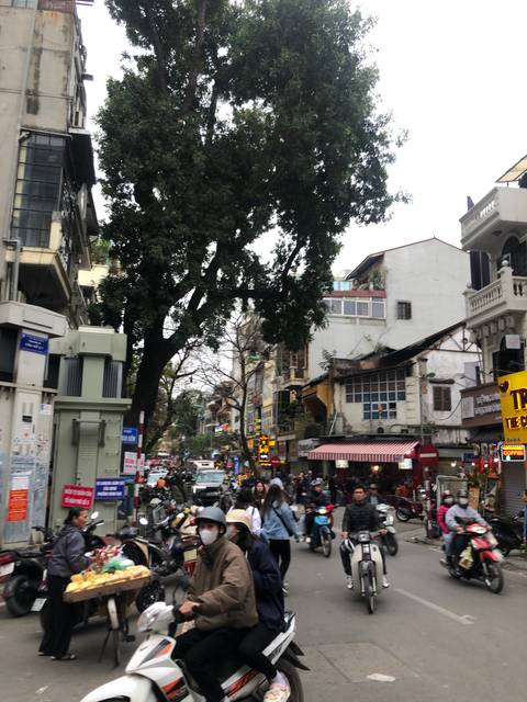       Busy street with motorbikes and trees.
  