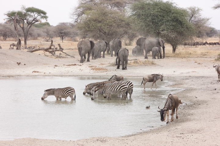       Zebras and elephants around a waterhole in the savannah.
  
