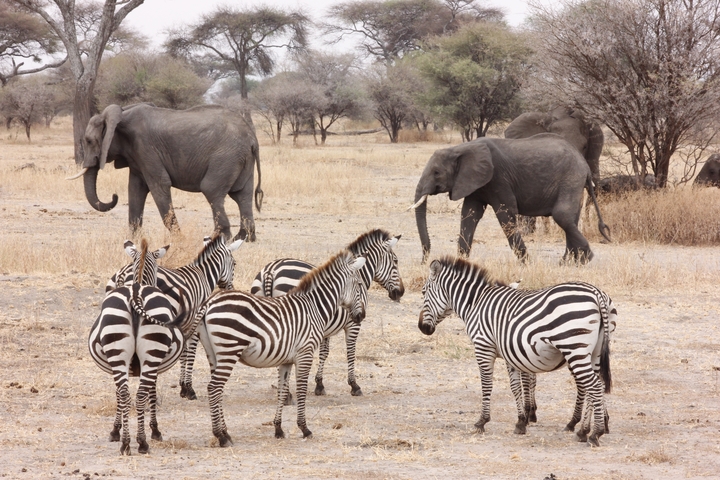       Zebras and elephants in the savannah.
  