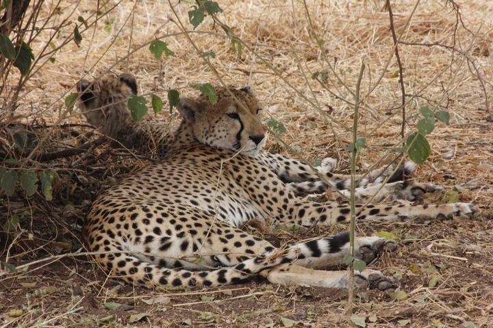       Cheetahs resting under a bush in the wild.
  