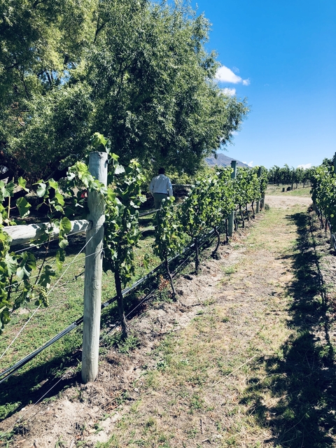 Vineyard with a person walking among the grapevines.