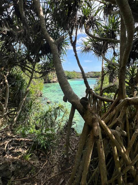       Partial view of trees near clear turquoise waters.
  