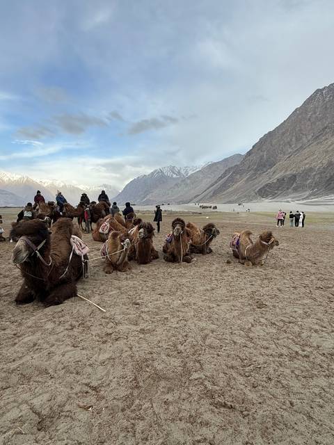       Camels resting on a sandy landscape near mountains.
  