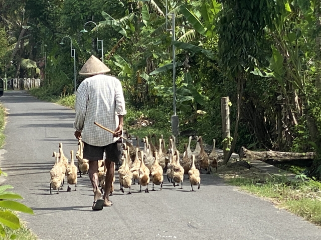       Farmer herding ducks along a rural road.
  