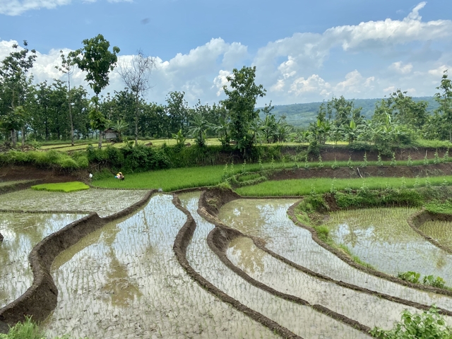       Terraced rice fields with lush greenery.
  