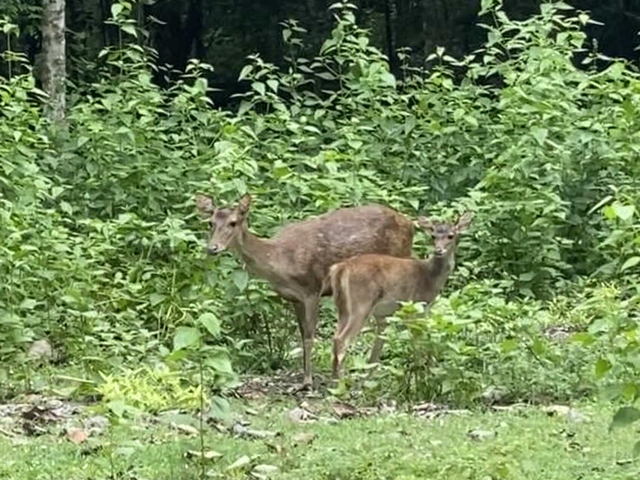       Two deer standing in a green forest clearing.
  