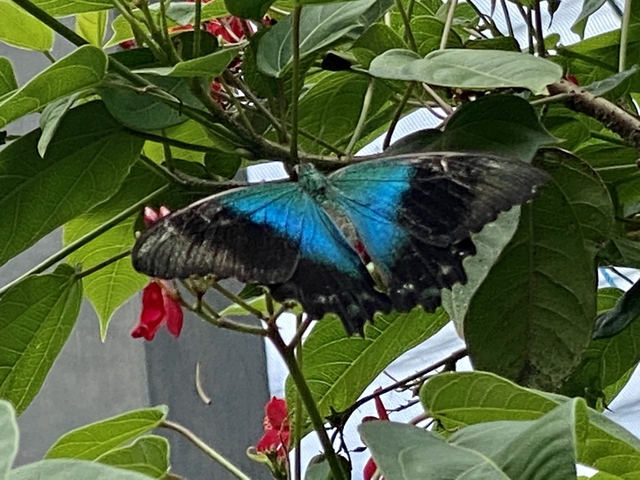       Close-up of a vibrant blue butterfly on a plant.
  