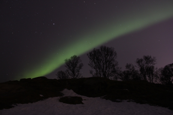 Aurora borealis above a silhouette of trees.