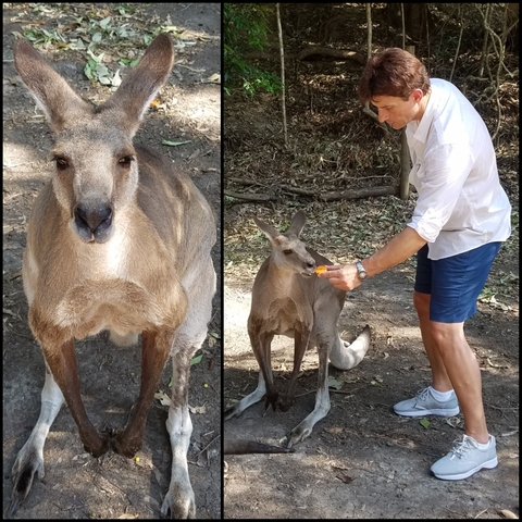 A person feeding a kangaroo.