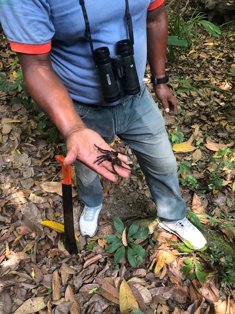       Person holding a tarantula in a forest.
  