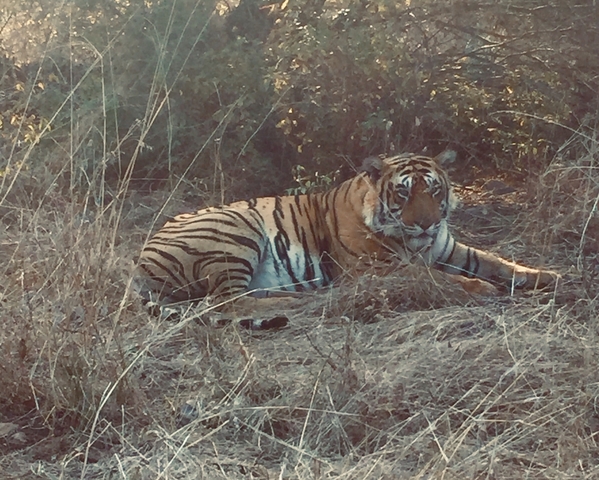 Tiger resting on dry grass.
