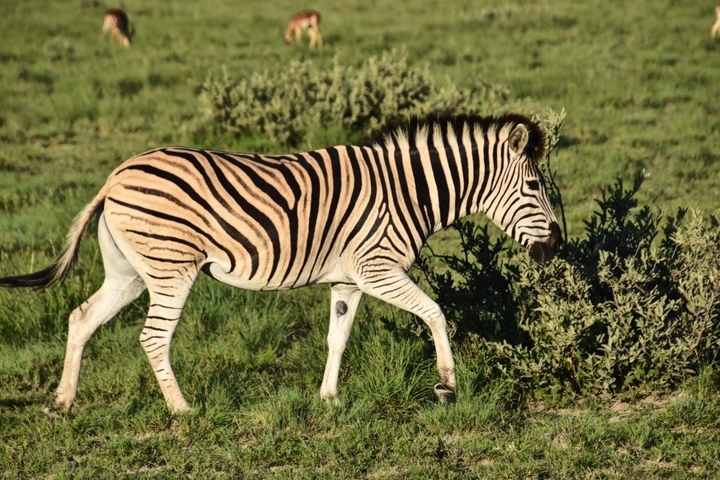 Zebra walking in the grass.