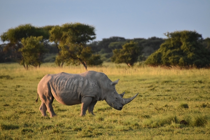 White rhino standing in a grassy area.
