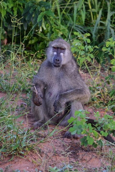 Baboon sitting in the grass.