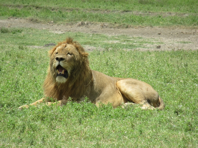       Lion resting in a grassy area on a sunny day.
  