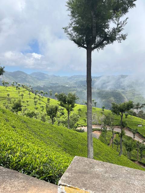       Scenic view of green hills with tea plantations.
  