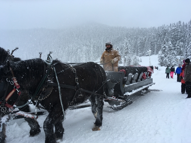       Horse-drawn sled with people in a snowy forest.
  
