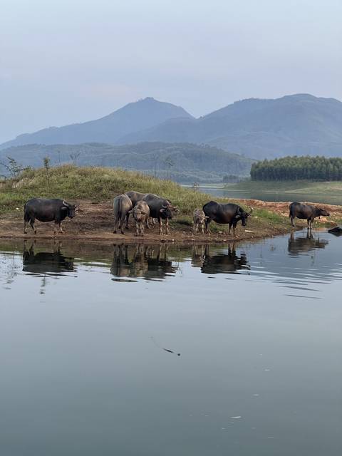 Buffalo standing in shallow water with hills in the background.