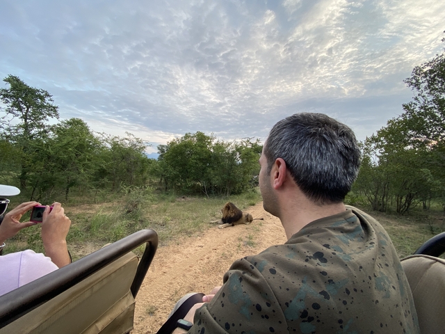       People on a safari watching a lion in the wild.
  