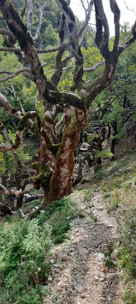      Twisted tree trunks in a forest.
  