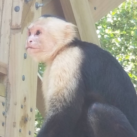 Close-up of a monkey sitting on a wooden structure.