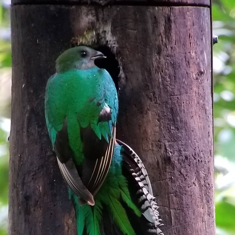 A colorful bird clinging to a tree trunk.