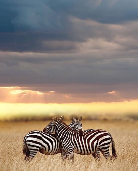 Sunset sky with clouds above the savannah with zebras visible.